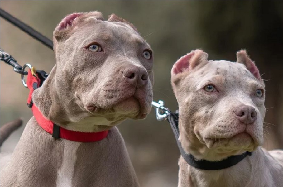 Britain: American XL bully dogs will be banned, PM Sunak announced