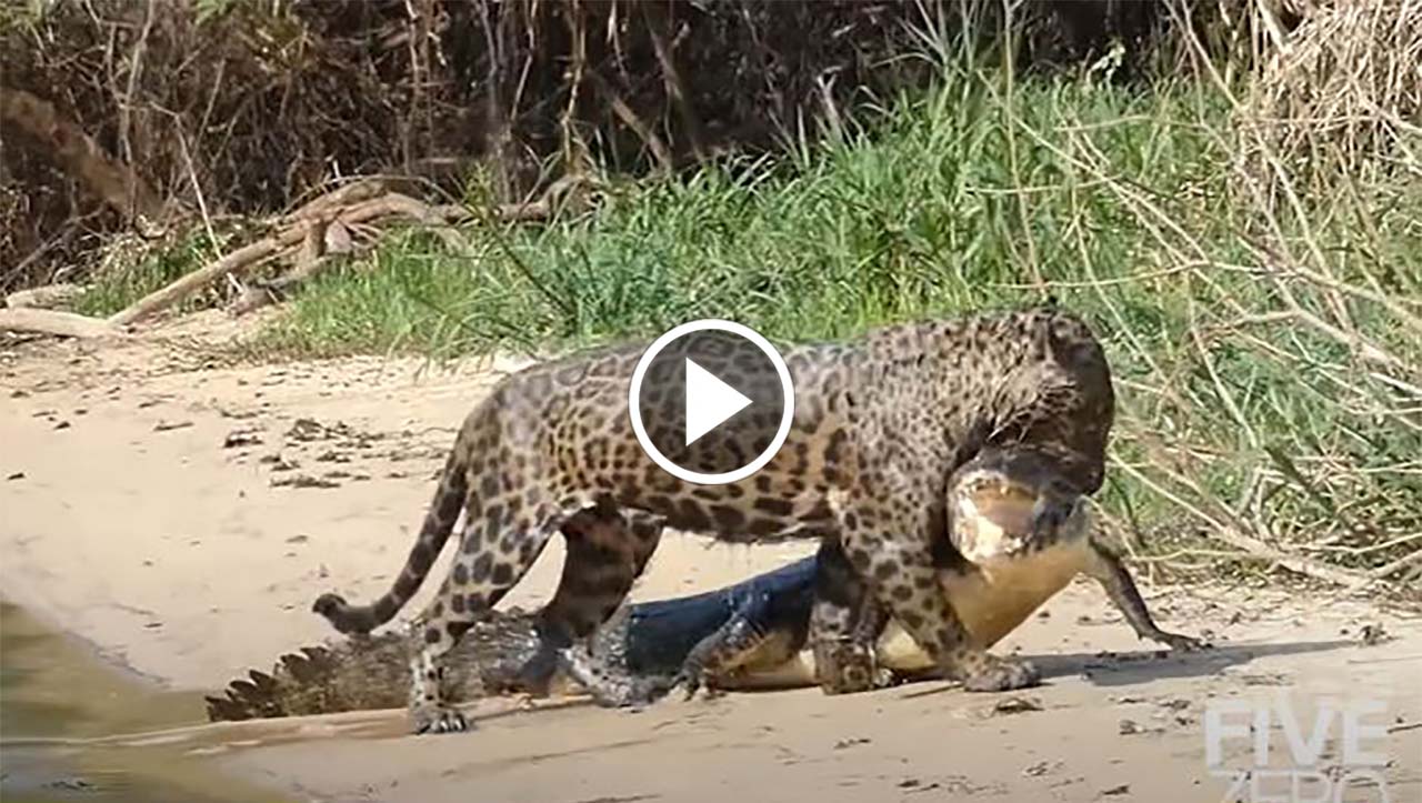 Viral Video of Jaguar catches crocodile in Water, see what happened next