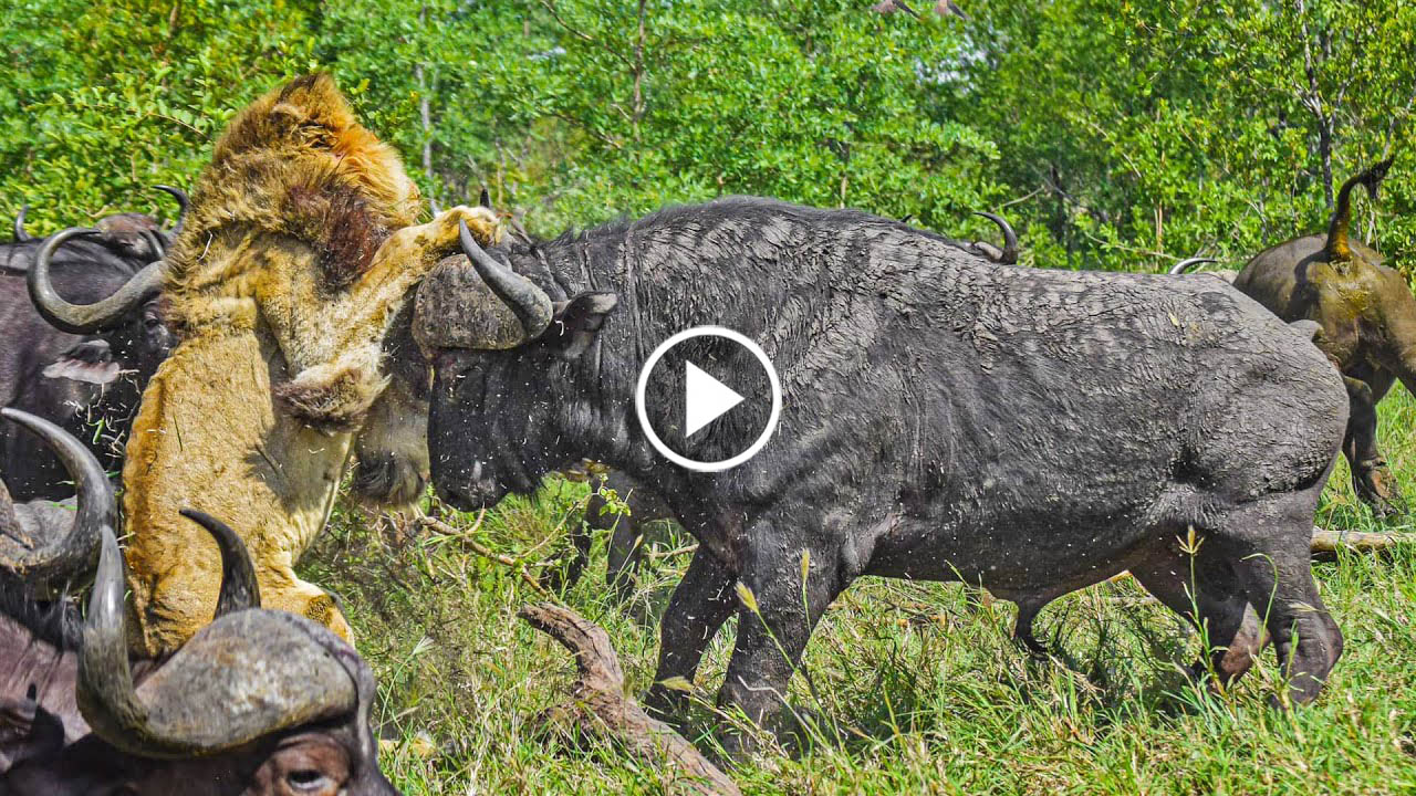 Shocking Viral Video of King of Jungle Tiger Attacked by Buffalos, watch